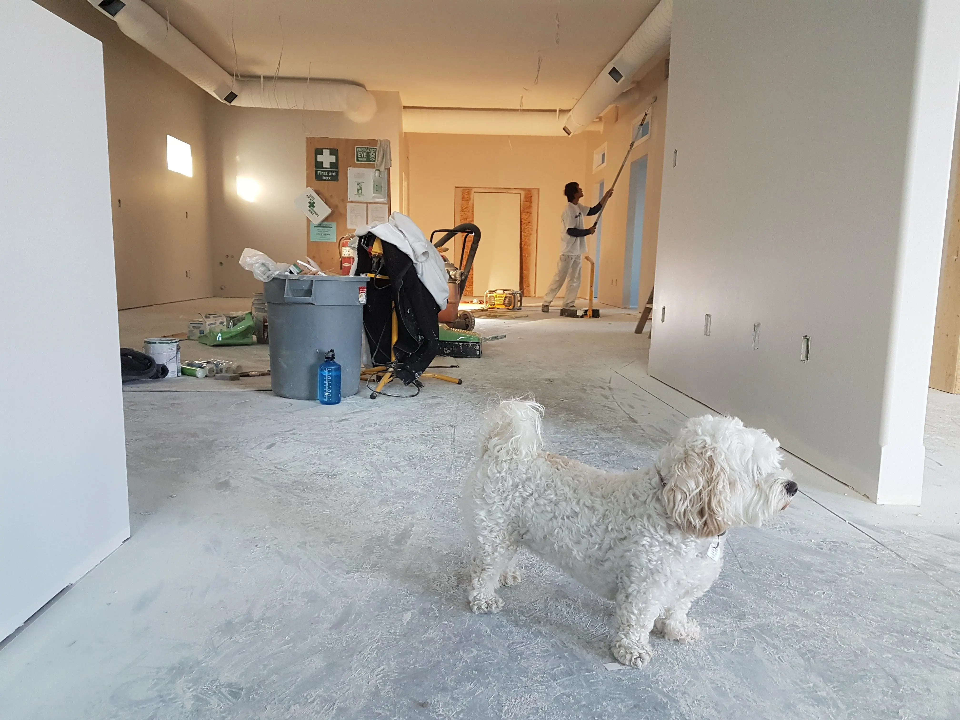 A fluffy white dog stands in a partially renovated room with light-colored walls, overseeing an assessment of the space. In the background, a person is painting, while construction materials and tools are scattered on the floor.