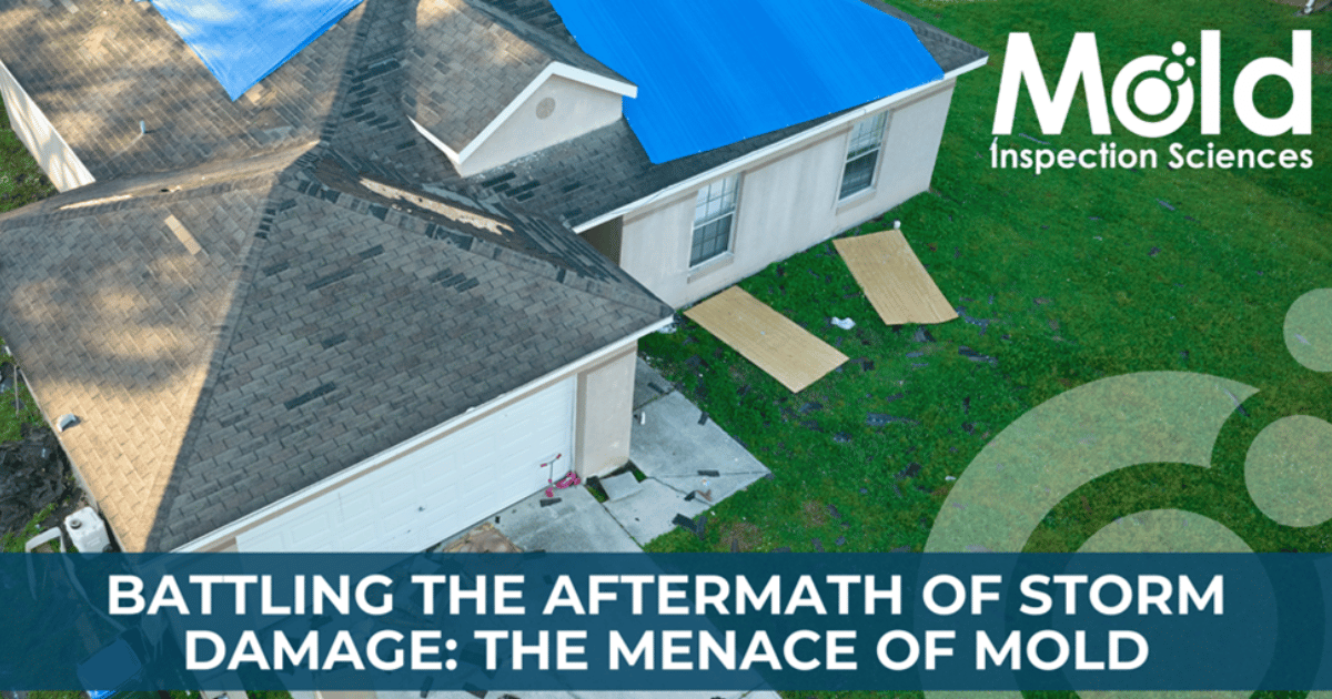 The Menace of Mold After Storm Damage Mold Prevention Tips