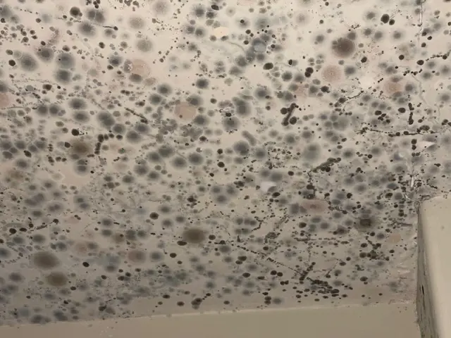 The image shows a ceiling heavily covered with patches of black mold, with various shades of black and brown spots spread across the surface. An inspection might reveal clusters in different sizes and shapes, warranting further assessment to determine the extent of the infestation.